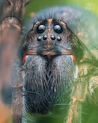 Attēlu rezultāti vaicājumam “Lycosidae”