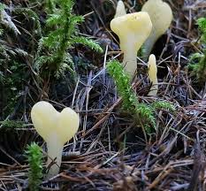 Attēlu rezultāti vaicājumam “Spathularia flavida”