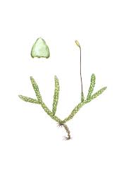 Attēlu rezultāti vaicājumam “Myurella julacea”