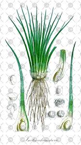 Attēlu rezultāti vaicājumam “Isoetes lacustris leaf”