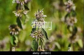 Attēlu rezultāti vaicājumam “Leonurus quinquelobatus flower”