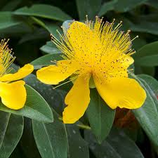 Attēlu rezultāti vaicājumam “Hypericum maculatum flower”
