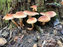 Attēlu rezultāti vaicājumam “Hypholoma lateritium”
