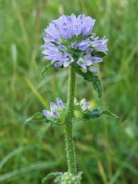 Attēlu rezultāti vaicājumam “Campanula cervicaria”