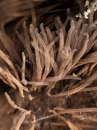 Attēlu rezultāti vaicājumam “Stemonitis lignicola”