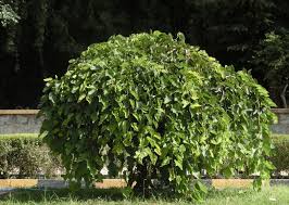 Attēlu rezultāti vaicājumam “Morus alba”