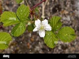 Attēlu rezultāti vaicājumam “Rubus caesius flower”