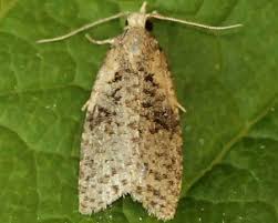 Attēlu rezultāti vaicājumam “Capua vulgana”