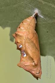 Attēlu rezultāti vaicājumam “Nymphalis xanthomelas pupa”