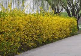 Image result for 2009早春