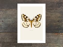 Attēlu rezultāti vaicājumam “Abraxas grossulariata imago”