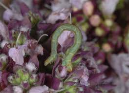 Attēlu rezultāti vaicājumam “Eupithecia subumbrata”