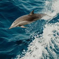 Afbeeldingsresultaat voor dolfijnen