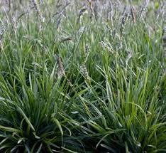 Attēlu rezultāti vaicājumam “Sesleria caerulea flower”