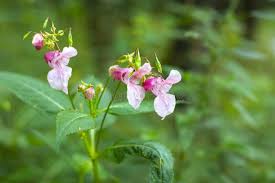 Attēlu rezultāti vaicājumam “Impatiens glandulifera flower”