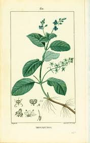 Attēlu rezultāti vaicājumam “Veronica beccabunga leaf”