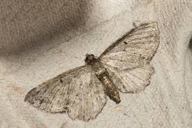 Attēlu rezultāti vaicājumam “Anticollix sparsata”