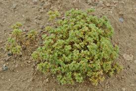 Attēlu rezultāti vaicājumam “Scleranthus annuus”