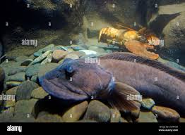 Image result for Zoarces americanus