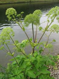 Image result for Angelica archangelica