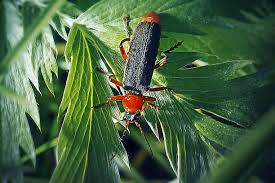 Attēlu rezultāti vaicājumam “Cantharis rustica imago”