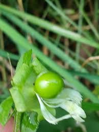 Attēlu rezultāti vaicājumam “Silene baccifera fruit”