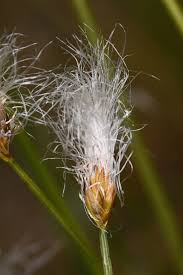 Attēlu rezultāti vaicājumam “Trichophorum alpinum”