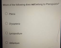 Attēlu rezultāti vaicājumam “Pteropsida”