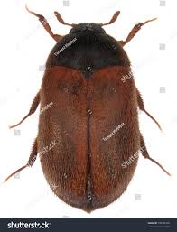 Attēlu rezultāti vaicājumam “Attagenus smirnovi”