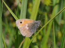 Attēlu rezultāti vaicājumam “Hyponephele lycaon”