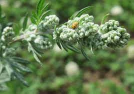 Image result for Artemisia vulgaris