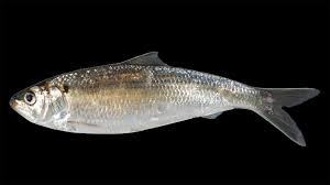 Image result for Alosa aestivalis