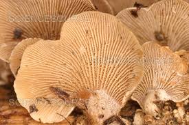 Attēlu rezultāti vaicājumam “Panellus stipticus”