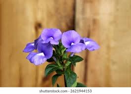 Image result for Browallia speciosa