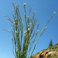 Attēlu rezultāti vaicājumam “Arabis glabra flower”