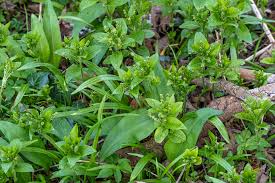Attēlu rezultāti vaicājumam “Mercurialis perennis fruit”