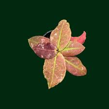 Attēlu rezultāti vaicājumam “Hydria undulata”