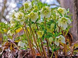Attēlu rezultāti vaicājumam “Helleborus niger flower”