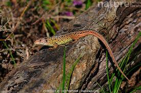 Attēlu rezultāti vaicājumam “Lacerta agilis female”