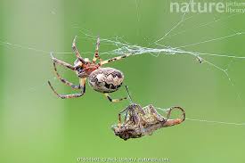 Attēlu rezultāti vaicājumam “Larinioides cornutus”