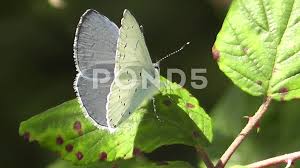 Attēlu rezultāti vaicājumam “Celastrina argiolus male”