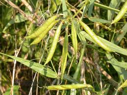 Attēlu rezultāti vaicājumam “Lathyrus latifolius leaf”