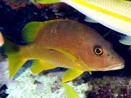 Image result for Lutjanus apodus