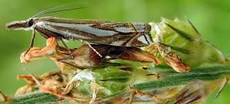 Attēlu rezultāti vaicājumam “Crambus pratella”