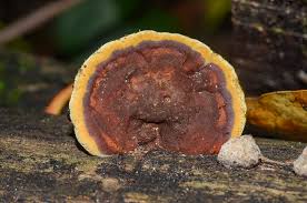 Attēlu rezultāti vaicājumam “Phellinus ferruginosus”