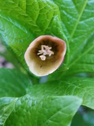 Attēlu rezultāti vaicājumam “Scopolia carniolica flower”