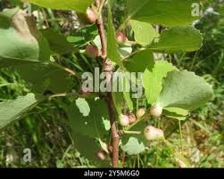 Attēlu rezultāti vaicājumam “Contarinia petioli”