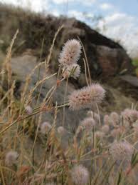 Attēlu rezultāti vaicājumam “Trifolium arvense flower”