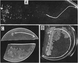 Attēlu rezultāti vaicājumam “Didymium difforme spores”