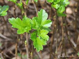 Attēlu rezultāti vaicājumam “Ribes alpinum leaf”